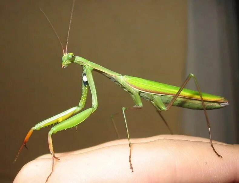 Богомол Mantis religiosa самка. Богомол обыкновенный самка. Самец богомола. Богомол обыкновенный самец. Богомол самка и самец