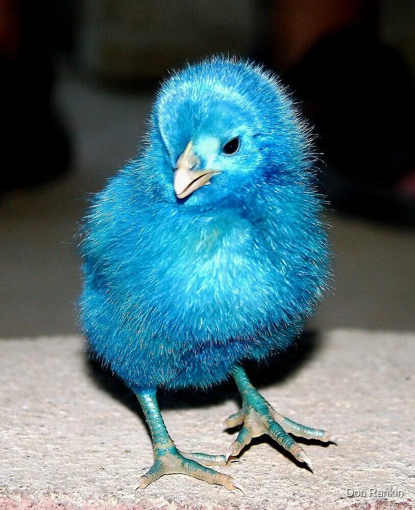 Цветные цыплята. Chick blue. Курица в полный рост. Chick blue. Птица мультяшная.