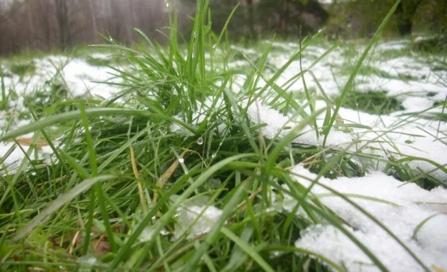 Весенняя первая травка. Весенняя травка. Снег на траве. Первая Весенняя трава. Первая травка весной.