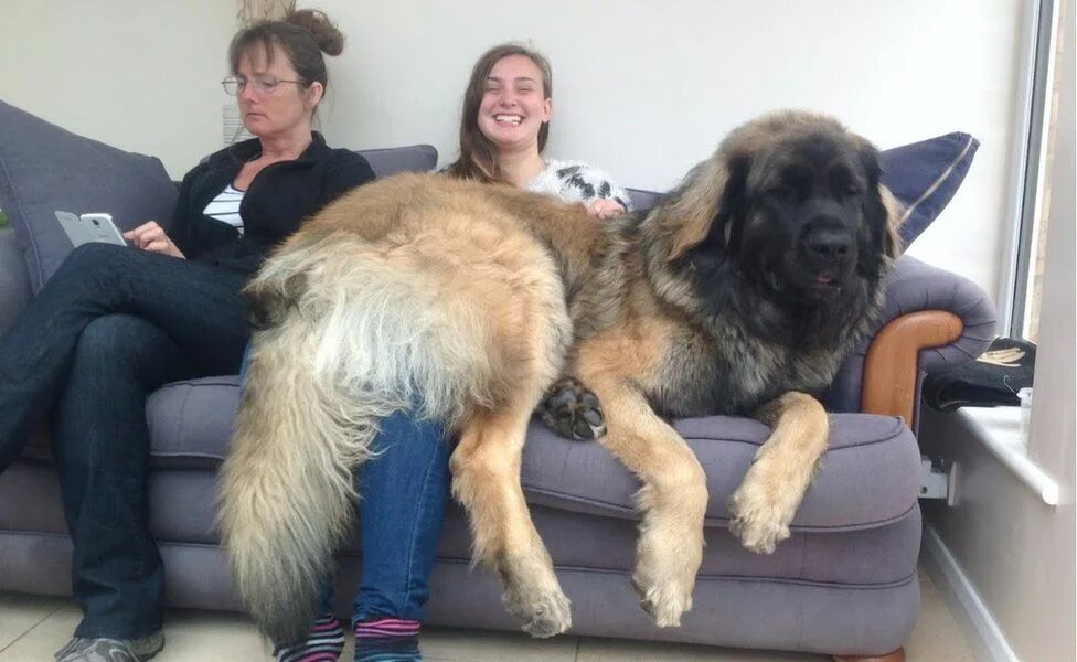 128 Dogs Who Don’t Understand How BIG They Are Dog cuddles, Big dogs, Lap dogs