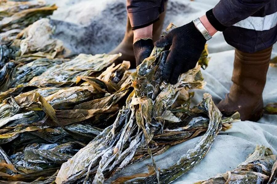 Морская капуста ламинария добыча. Ламинария Архангельский водорослевый. Водорослевый комбинат Архангельск. Водоросли Дальний Восток.