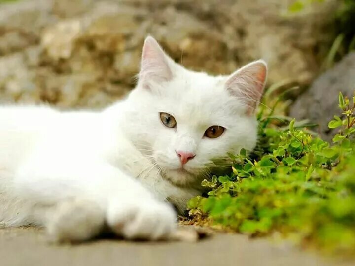 Cats site