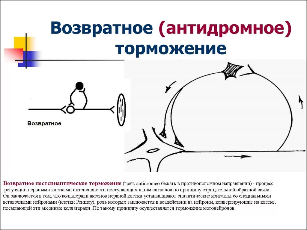 Возвратное постсинаптическое торможение схема. Постсинаптическое торможение физиология. Возвратное торможение физиология механизм. Возвратное торможение характеризуется:. Возвратное торможение