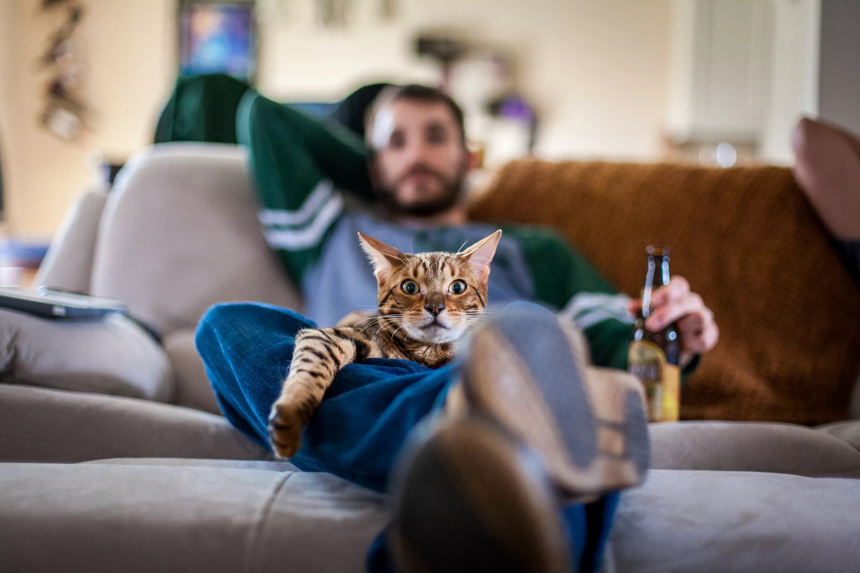 Сижу перед телевизором. Кот на диване. Диван кошка. Мужик с котом на диване. Коты на диване.