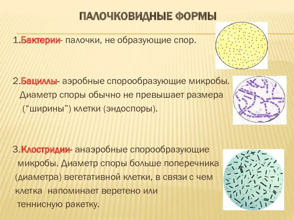 Палочковидные (цилиндрические) формы бактерий. Палочковидные формы микроорганизмов микробиология. Палочковидные бактерии микробиология. Морфология палочковидных бактерий. К какому виду относятся бактерии