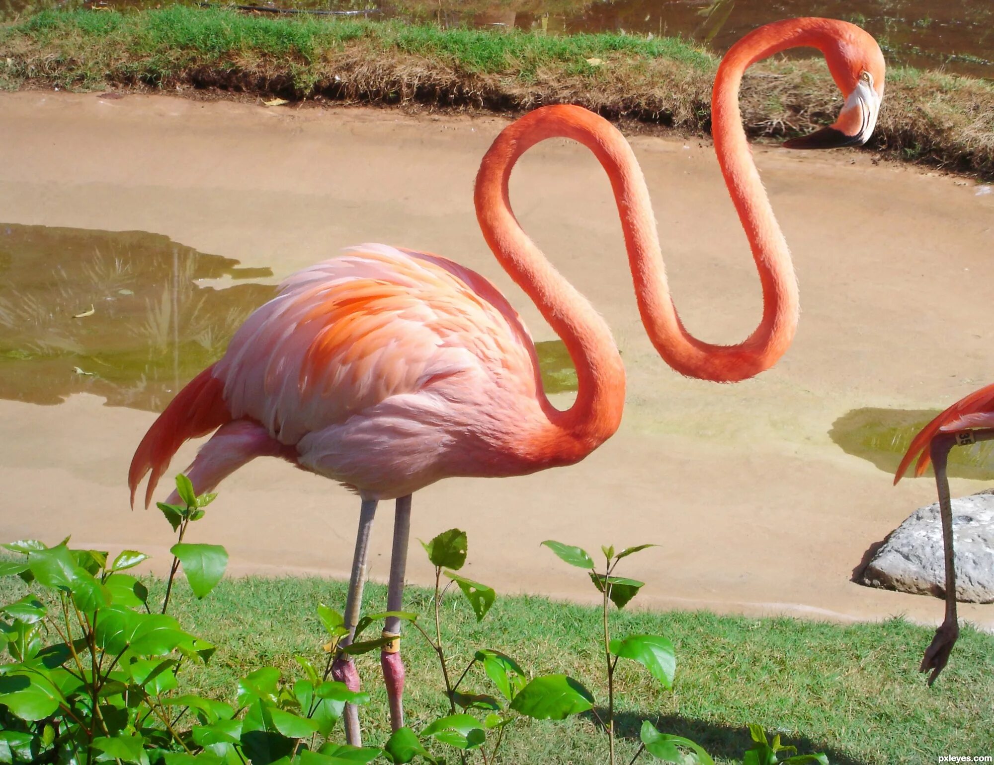 птица фламинго обыкновенный. фламинго в северной америке. дельта волги фламинго. обыкновенный фламинго фото. фламинго падальщики.