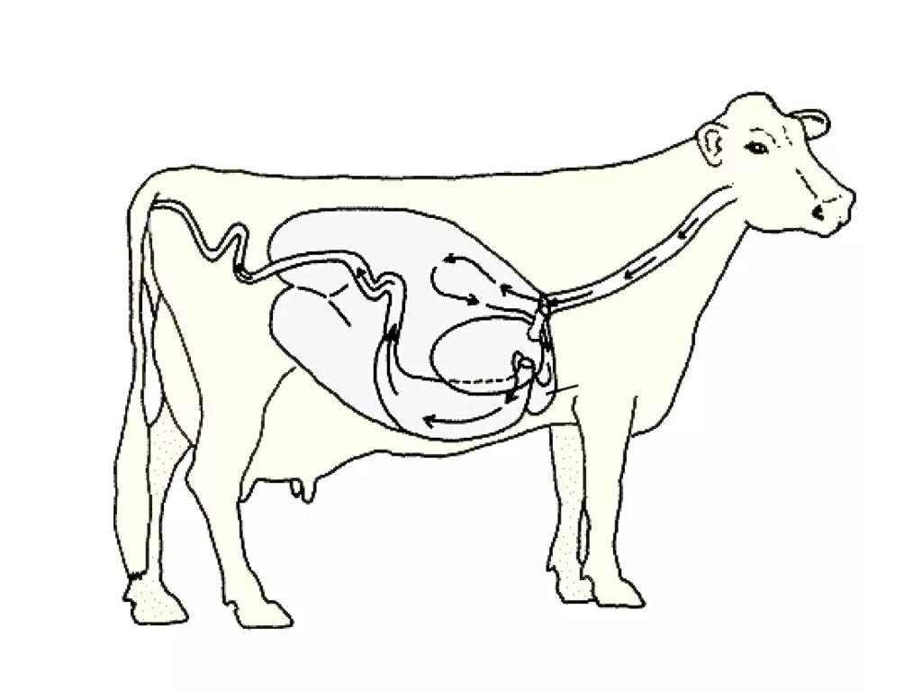 Пищеварительная система коровы анатомия. Строение пищеварительной системы жвачных животных. Анатомия преджелудков коровы. Отделы пищеварительной системы коровы.