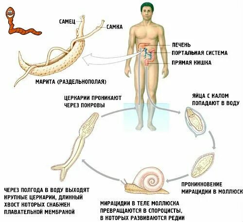 Жизненный цикл шистосомы. Промежуточный хозяин шистосомы. Schistosoma haematobium жизненный цикл. Шистосома кровяная жизненный цикл схема. Жизненный цикл шистосомы японской.