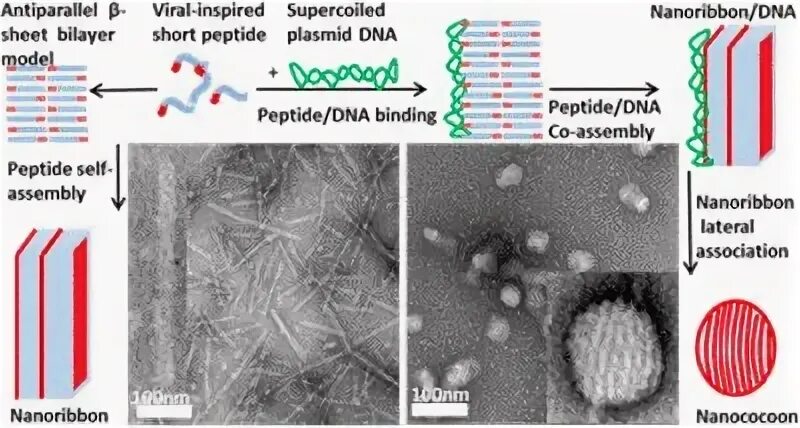 ДНК пептид. Пентаграфен. DNA пептид для волос фото до и после. X DNA Peptide до и после.