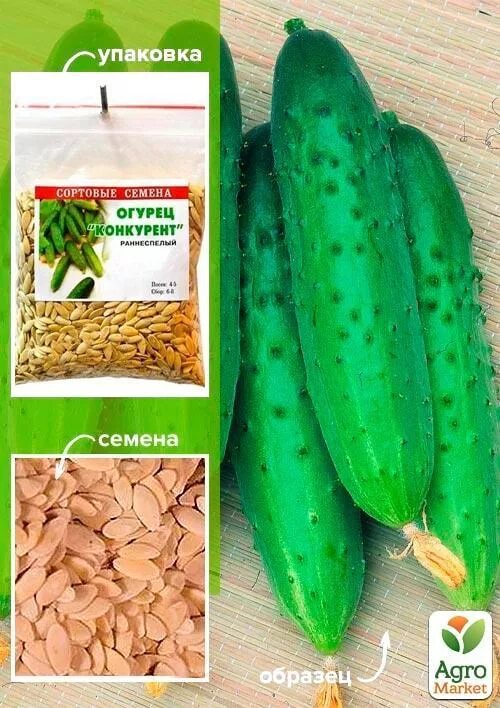 Сорта огурцов конкурент. Сорта огурцов конкурент