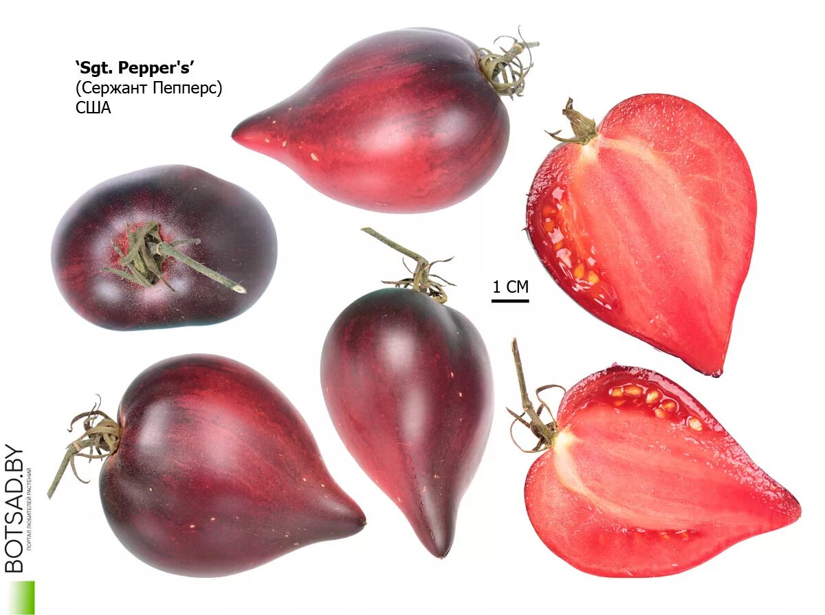 сорт помидор сержант пеппер. томат сержант пеппер с антоцианом. сержант пеппер отзывы. сорт помидор сержант пеппер. сержант пеппер отзывы.