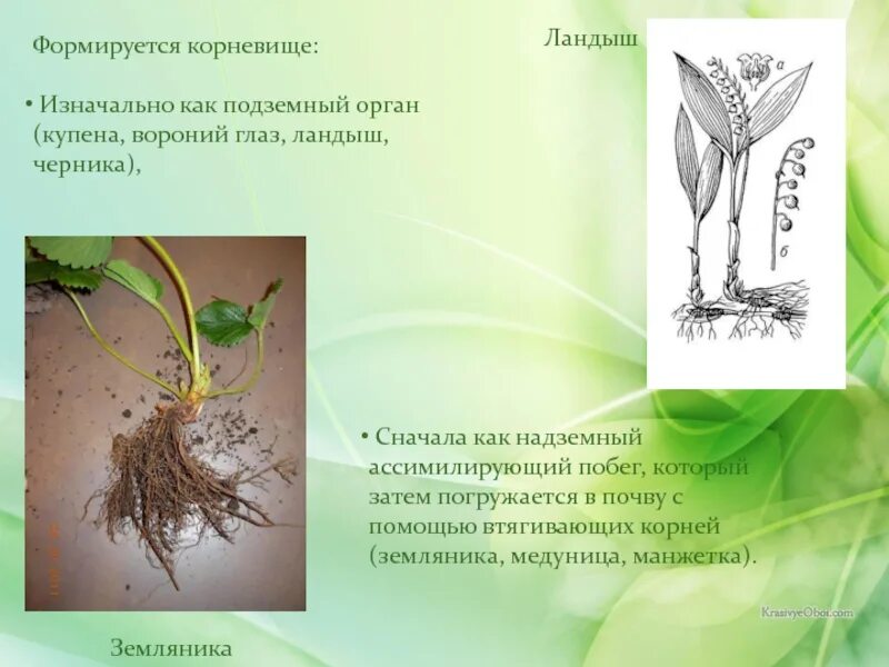 Корневая система ландыша. Корневище ландыша. Корневище формируется у. Корни на корневище ландыша.