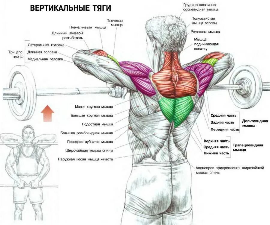 Упражнения на дельтовидные мышцы со штангой. Упражнения для прокачки широчайшей мышцы спины. Прокачка широчайших мышц спины в тренажерном зале. Упражнение с штангой на спину широчайшие мышцы спины. Широкая спина упражнения в зале