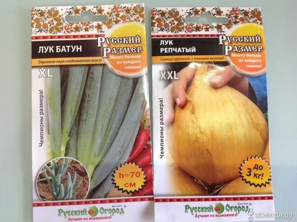 Лук репчатый Русский Размер