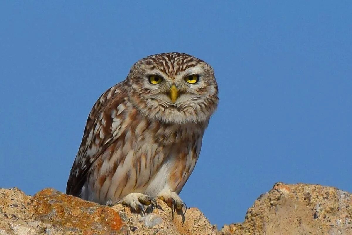 Домовый Сыч. Сыч домовый птица. Домовой Сыч. Сыч домовый (Athene Noctua SCOP.).