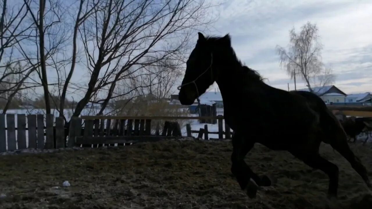 Погода жеребцы большие. Погода лоша. Конкур зимой. Погода лоша. Лошади в снегу.