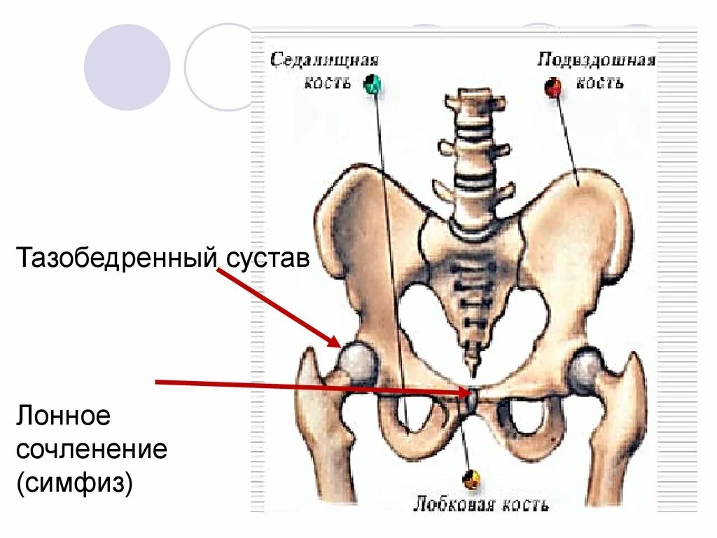 Боль в подвздошной кости. Кости таза лонное сочленение. Симфизит, расхождение костей лонного сочленения. Кости лонного сочленения при беременности. Лобковый симфиз и лобковая кость.