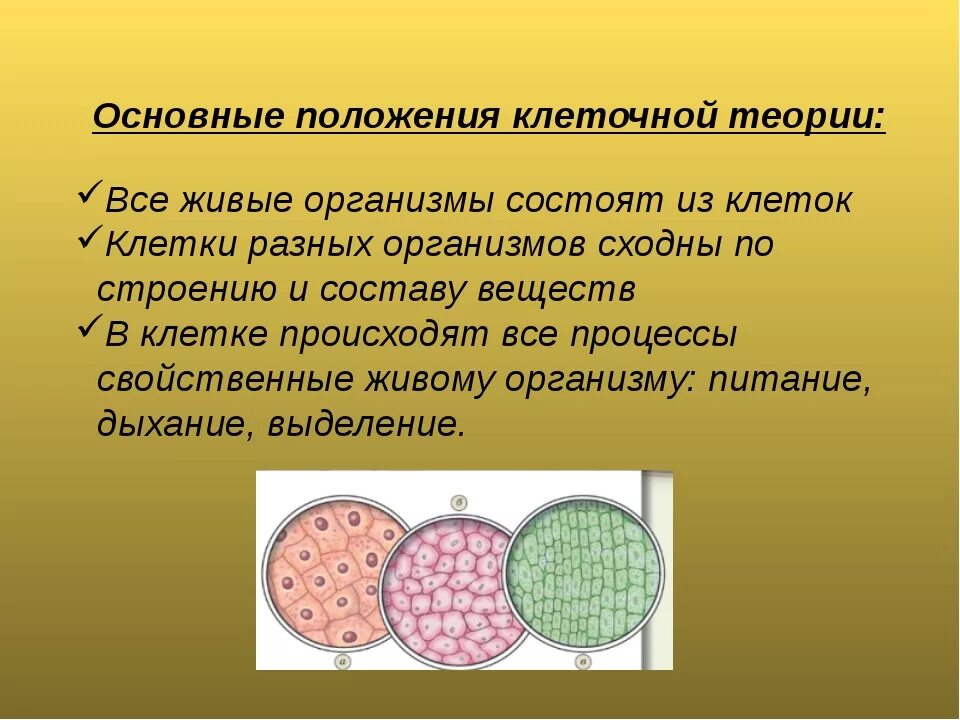 Клеточная теория строения организмов. Интересные факты о клетке. Интересные факты о клетках человека. Теория клеточного строения живых организмов. Клетка единица развития всех организмов.