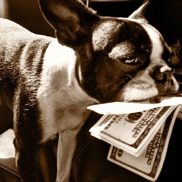 Rich dogs. Rich dogs. Собака богатый с деньгами. Богатый пес. Собачка роскошь.