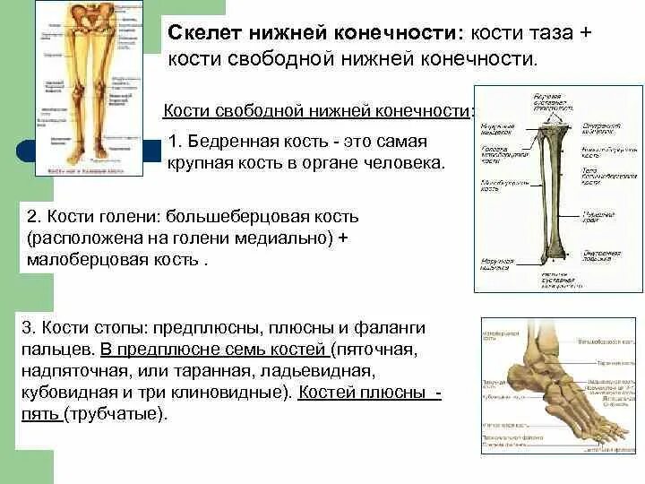 Функция скелета передних конечностей. Кости свободной нижней конечности. Кости свободной нижней конечности бедренная кость. Скелет свободной нижней конечности. Скелет нижних конечностей человека таблица.