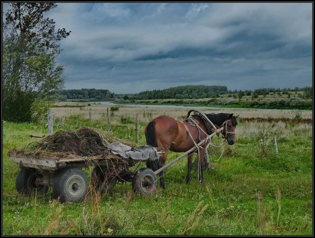 Сказать телегу. Повозка с лошадью. Телега с лошадью. Лошади в деревне. Конь с телегой.