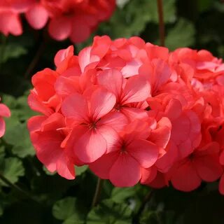 Герань коралловая