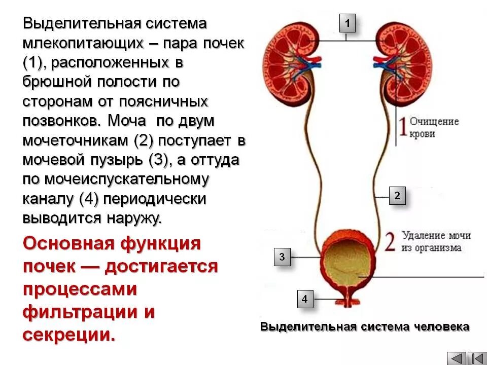 Выделительная экскреторная функция почек. Система органов выделения млекопитающих. Выделительная система млекопитающих схема. Особенности выделительной системы млекопитающих. Экскреторное дерево почки