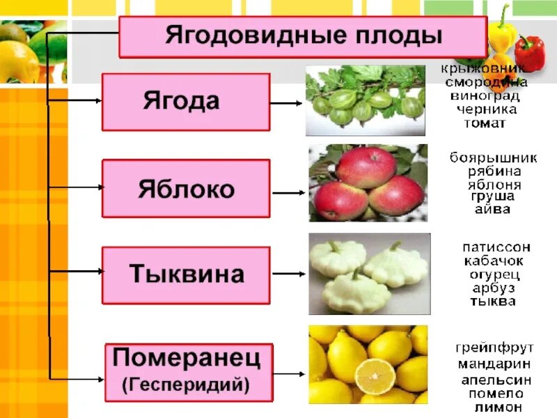 Плоды классификация плодов 6 класс биология. Схема классификация плодов 6 класс по биологии. Разнообразие плодов таблица. Плоды презентация.