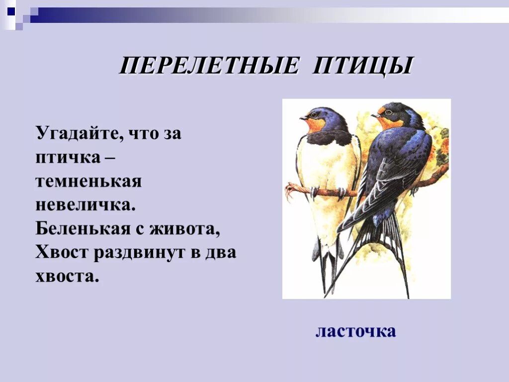 Этих двух птиц не встретишь. Перелетные птицы. Птицы слайд. Загадки про перелетных птиц. Презентация на тему птицы.