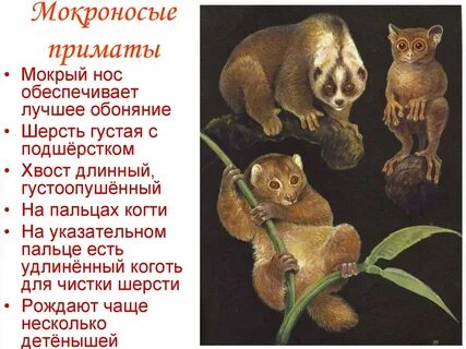 Низшие обезьяны