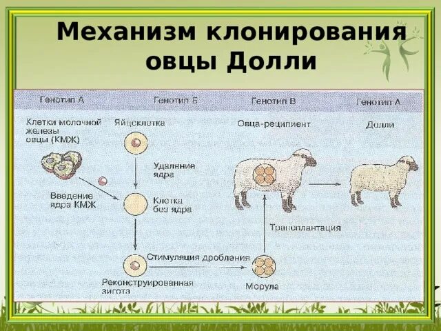 Первым в мире клонированным млекопитающим была