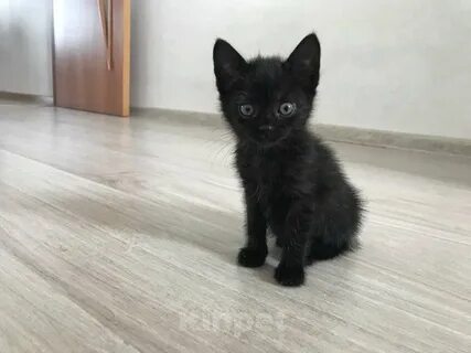 Двухмесячный котенок