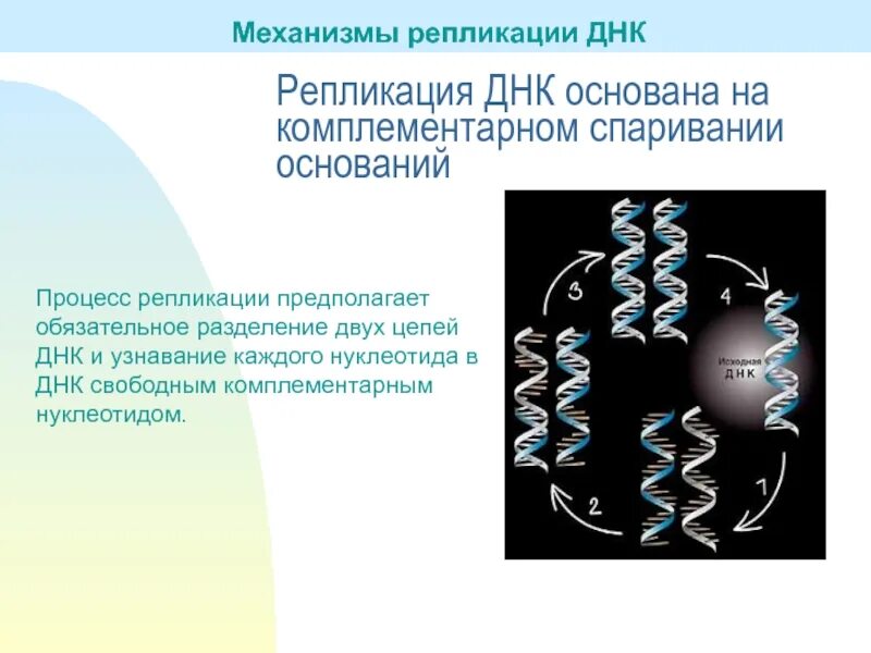 Разделение цепей ДНК репликация. Процесс разделения цепей ДНК. Основана на спаривании комплементарных цепей ДНК.. Репликация ДНК основана на.