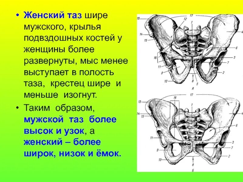 Кости таза мужчины. Крылья подвздошных костей женского таза. Крылья подвздошных костей мужского таза. Подвздошная кость женский таз кости. Jenskiy Taz.