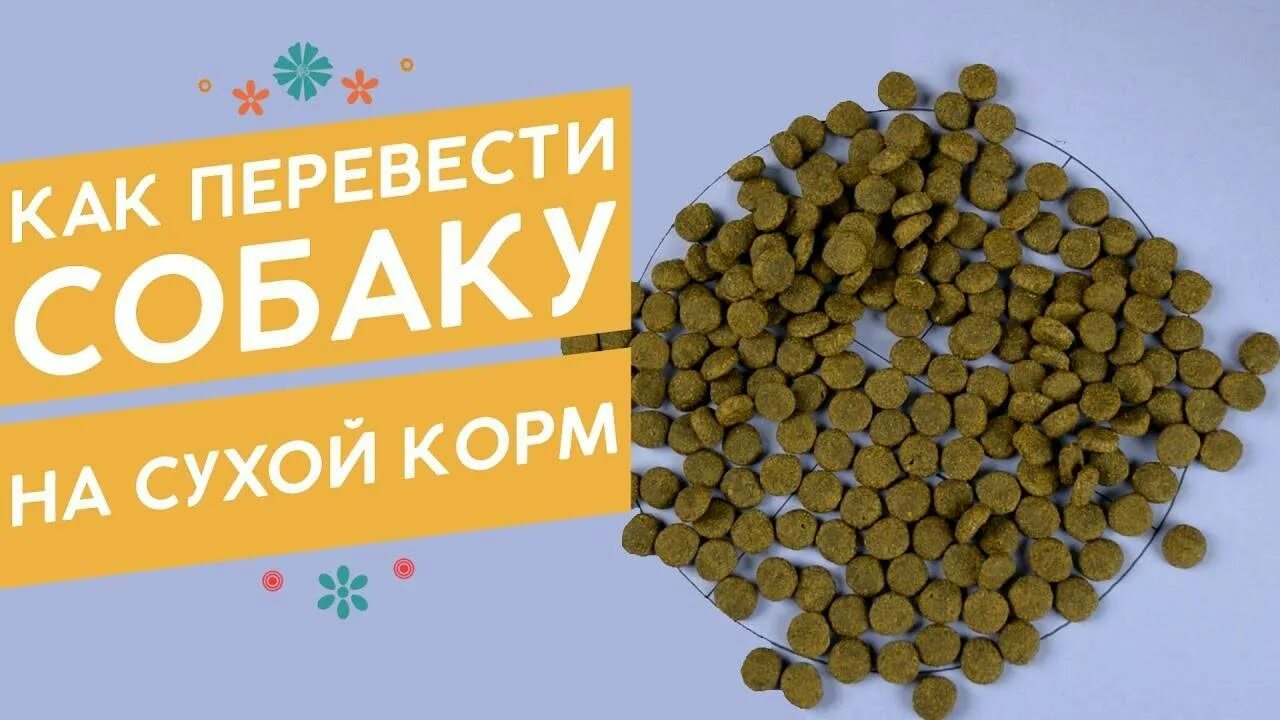 Как правильно перевести собаку корм. Как перевести собаку на сухой корм. Как переводить собаку на корм. Как переводить собаку с корма на корм. Переход с натуралки на сухой корм.