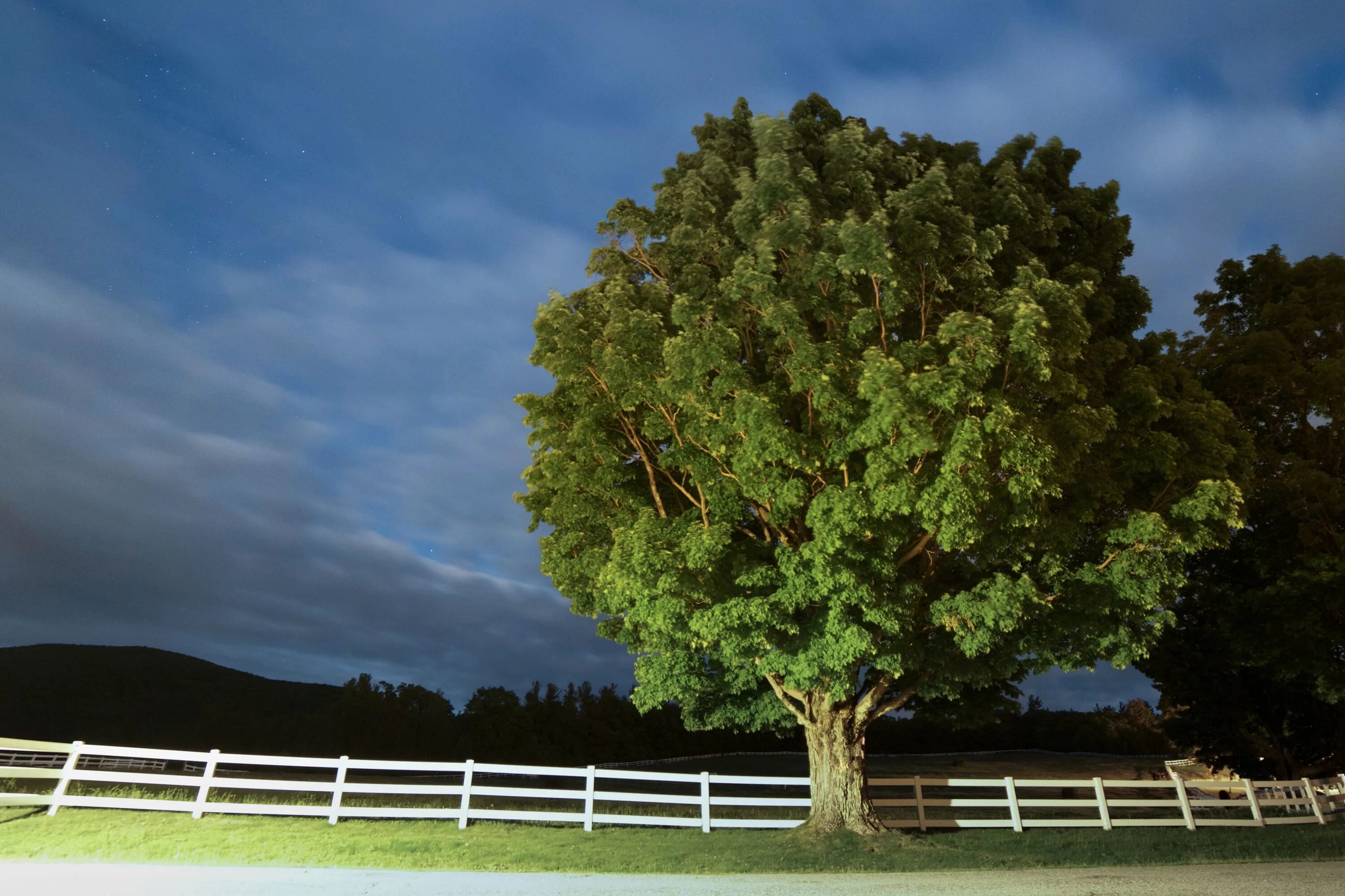 I see trees