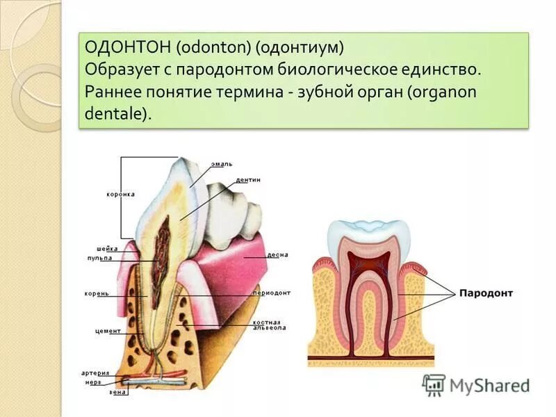 зуб это орган