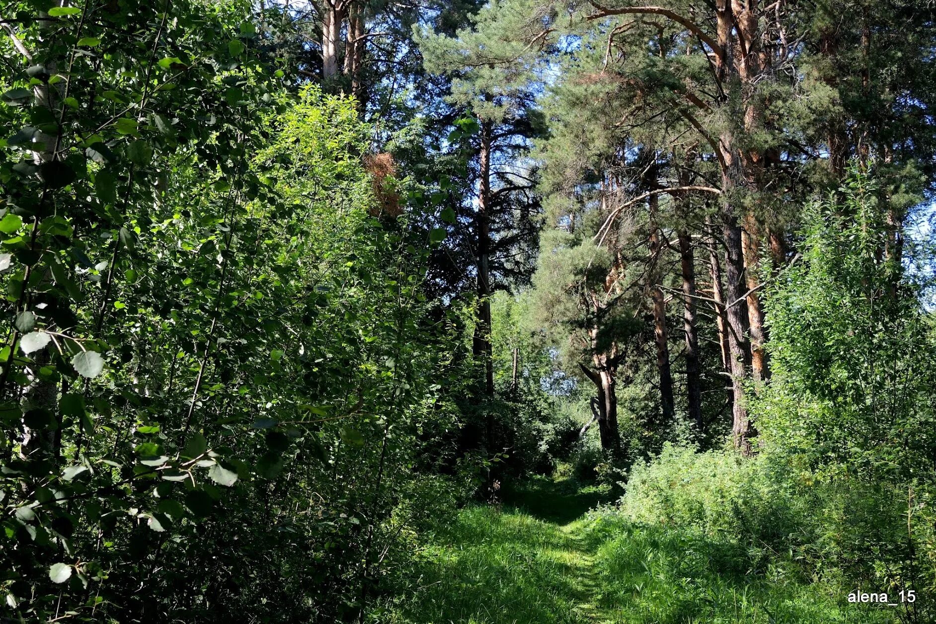 Заречный парк киров. Заречный парк Луга. Заречный парк лес Глазов. Заречный парк пик.