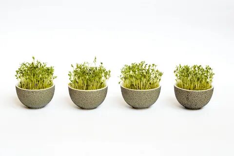 Micro plants