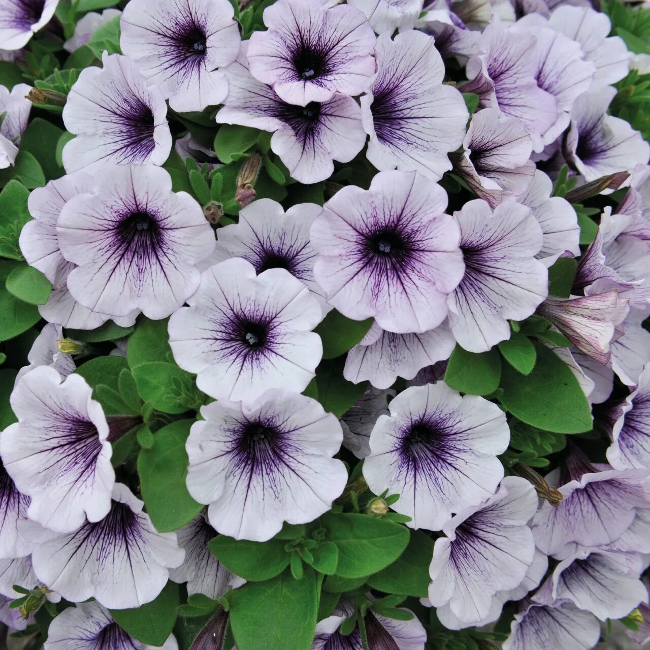 Петуния Potunia piccola Blue Ice. Петуния петуния Пикколо Блю айс. Петуния Potunia piccola. Петуния Блуберри айс.