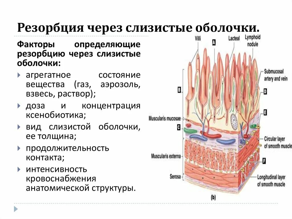 Слизистые оболочки у человека. Слизистая оболочка на теле. Роль слизистых оболочек