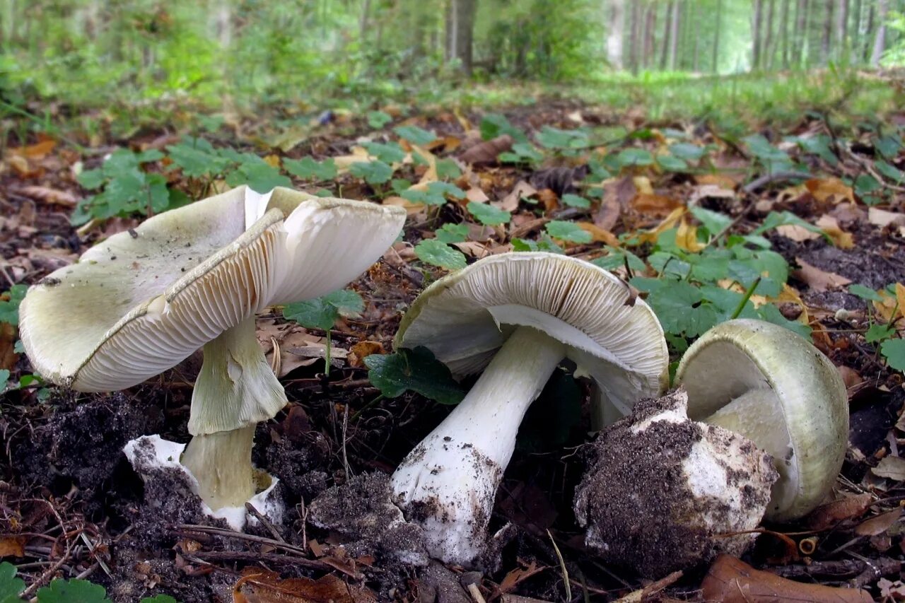 Съедобный гриб похожий на бледную поганку. Грибы толкачики съедобные. Мухомор поганковидный. Бледная поганка шампиньон сыроежка. Бледная поганка гриб и шампиньон.