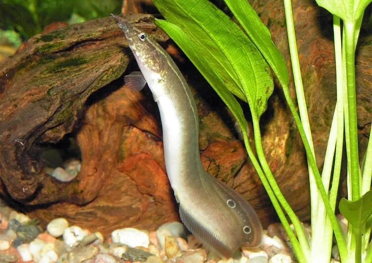 Макрогнатус Чернолинейный (Macrognathus aral) 7-8 см