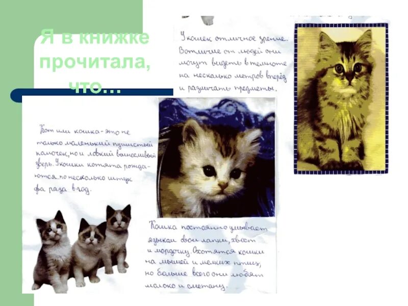 Проект первый класс мой домашний питомец