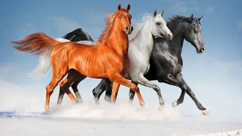 Лошадки: 2 тыс изображений найдено в Яндекс Картинках