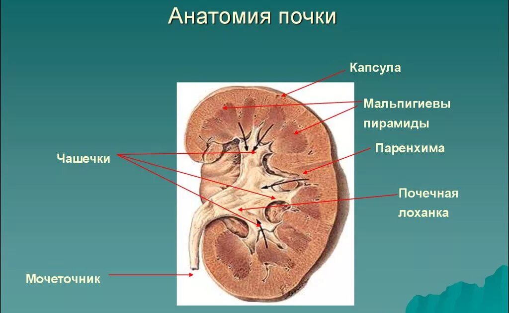 Строение почки чашечка лоханка. Лоханка почка анатомия строение. Строение почки почечная лоханка. Почечные чашки и почечная лоханка.