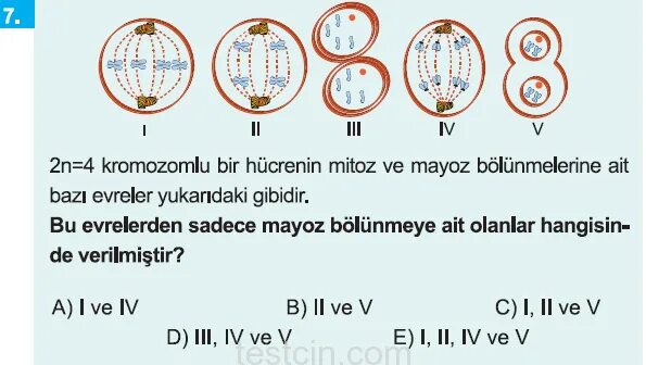 митоз таблица по фазам с рисунками. мейоз 1 деление конъюгация. тест митоз 9. задачи на деление клетки. таблица профаза прометафаза метафаза.