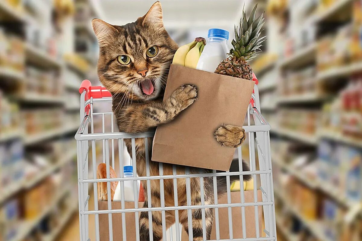 Cat store. Кошка в магазине. Кот с тележкой. Коты и суп. Кот в супермаркете.