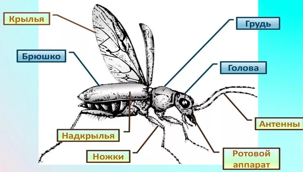 Какие части насекомого изображены. Внешнее строение Стрекозы схема. Части тела насекомых. Внешнее строение насекомых. Части тела насекомых для детей.