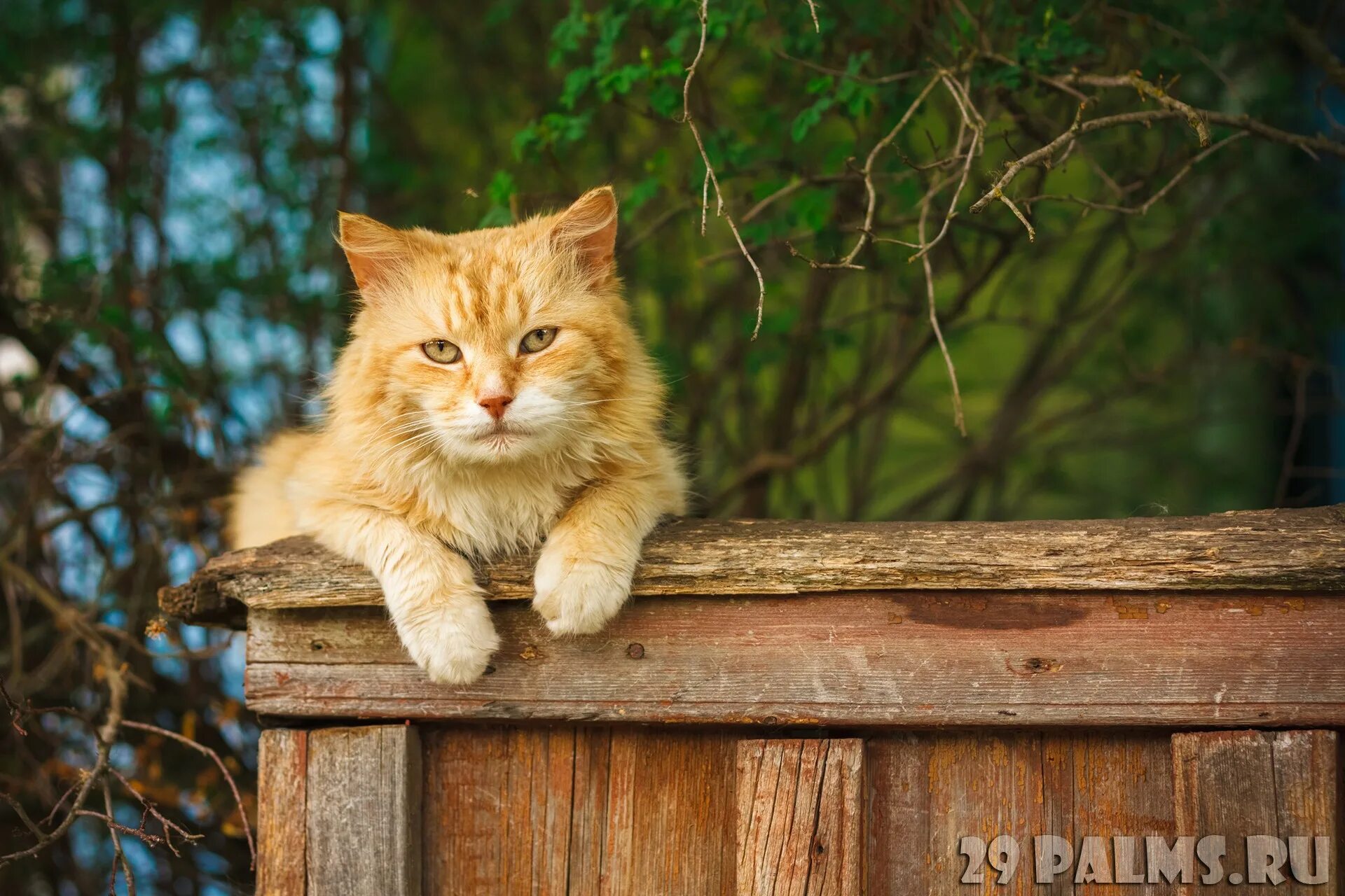 деревенский кот на заборе. мечтательный кот. дверь для кошки. кошка в деревне. рыжий деревенский кот.